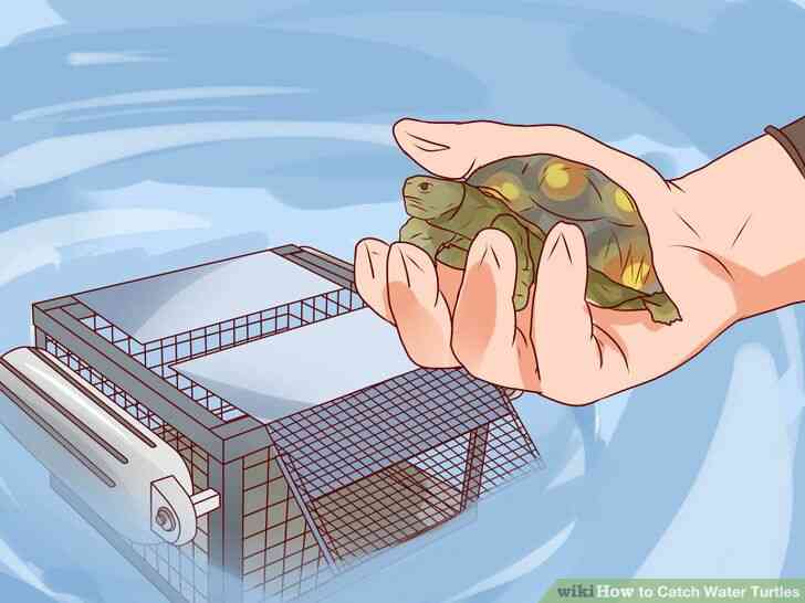 Image intitulée Attraper des Tortues d